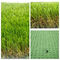 Трава ландшафта SGS высокой плотности искусственная на ширина 25mm детей 4m